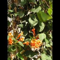 Mandevilla Laxa (fam Apocynaceae) (Perou, Bolivie, Argentine) (02)